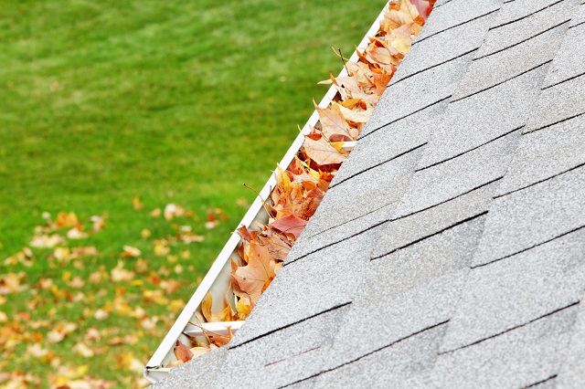A residential home roof gutter is filled mostly with autumn sugar maple tree leaves. Fallen leaves can also be seen on the ground down below.
