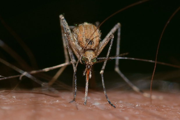 Mosquito Control \u0026 Extermination 