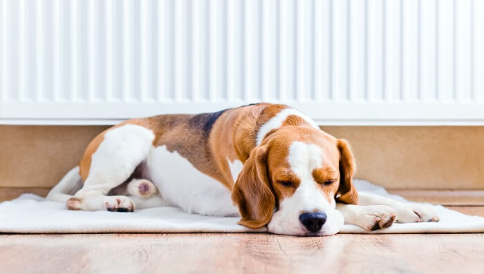 family dog on carpet on hardwood floors
