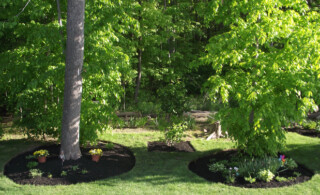 Mature Trees Planted in Yard