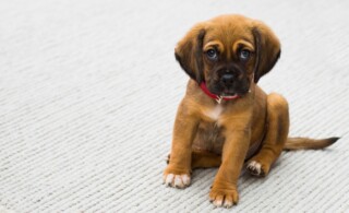 How to remove pet odor from carpets