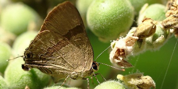 Moth Control Moth Infestation Cedar Closets