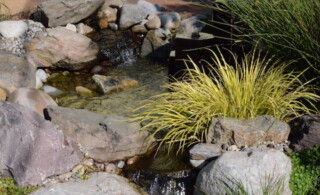 Bog garden water feature