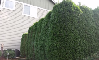 Privacy hedges