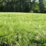 Green grass