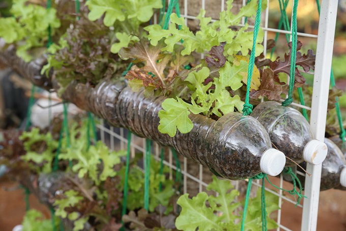 growing lettuce in used plastic bottles, reuse recycle eco concept