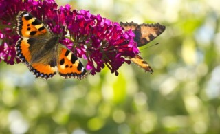 Small tottoiseshell butterflies on Butterfly bush