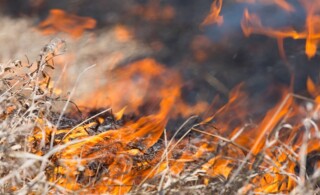 Close up picture of dry grass burning up