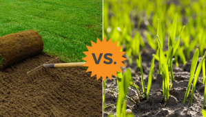 sod vs seed comparison