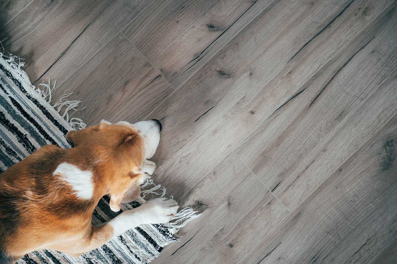 Dog laying on laminate floor