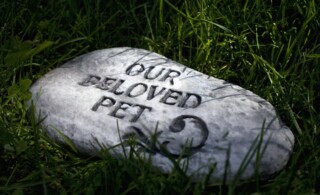 A gravestone for a pet