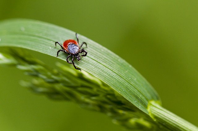 tick on an living plant leaf