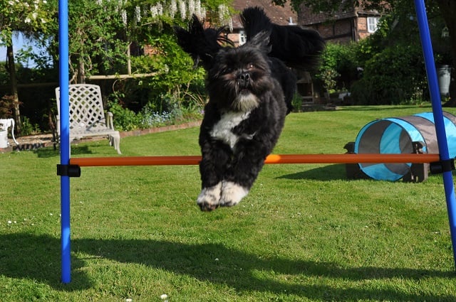 backyard-dog-agility