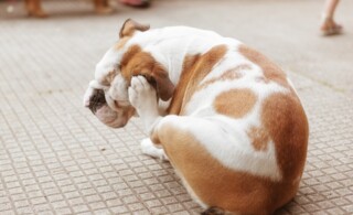 Brown and white bulldog puppy scratching his head with hind leg