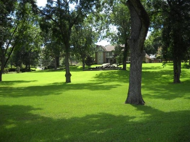 Lush green grass shaded by trees