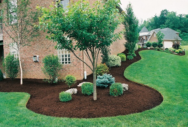 Mulched trees and bushes around a house