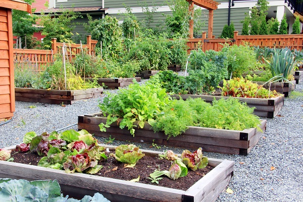 Raised garden beds growing vegetables