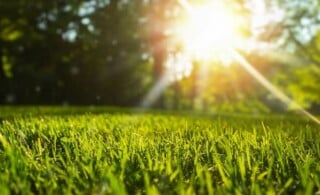 lawn grass in the sun