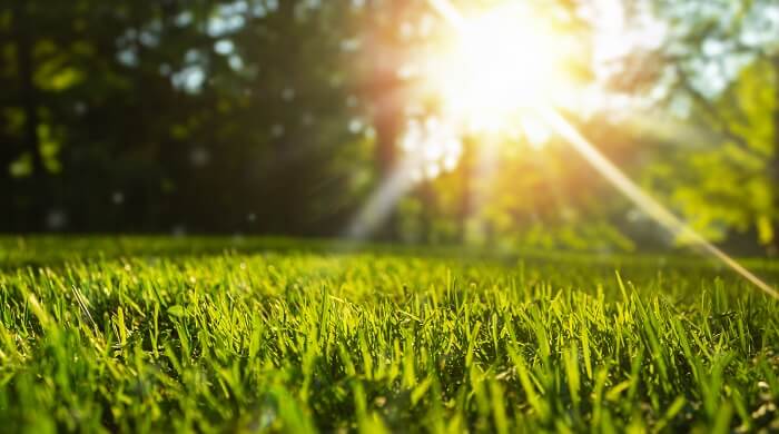 lawn grass in the sun