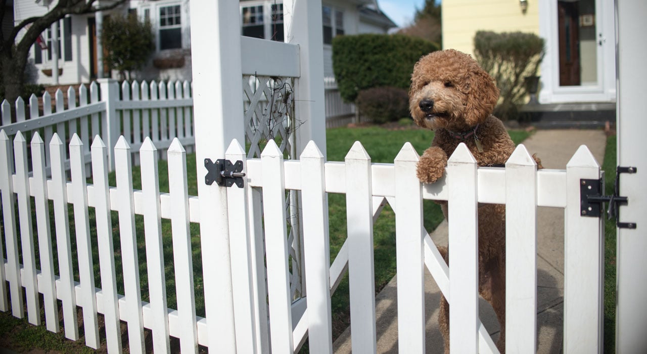 picket fences in front yards