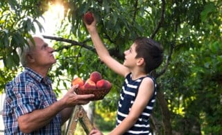 Grandfather and grandson picking peaches from a tree
