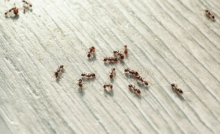 Many black ants outside