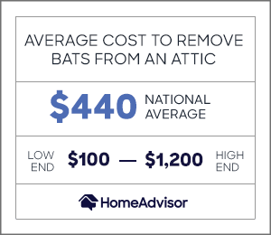 2021 Cost Of Bat Removal Bat Exclusion From Attic Costs Homeadvisor