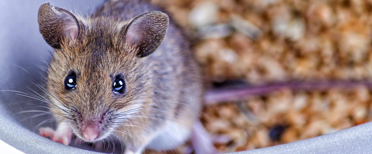 Top Items in Your Home that Attract Mice - Mice Mob Exterminators