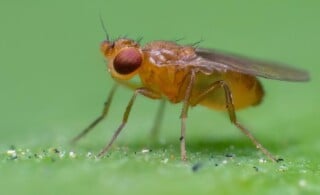 fruit fly close-up