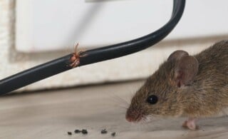 close-up of a mouse chewing a wire inside a house