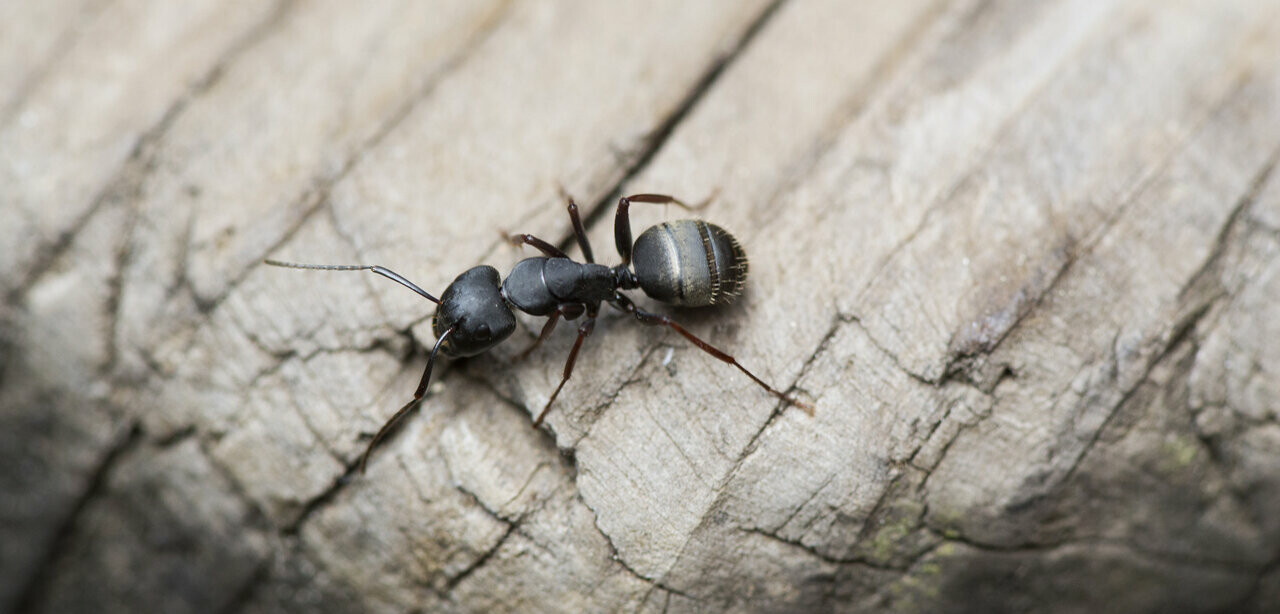 Close-up of black carpenter ant