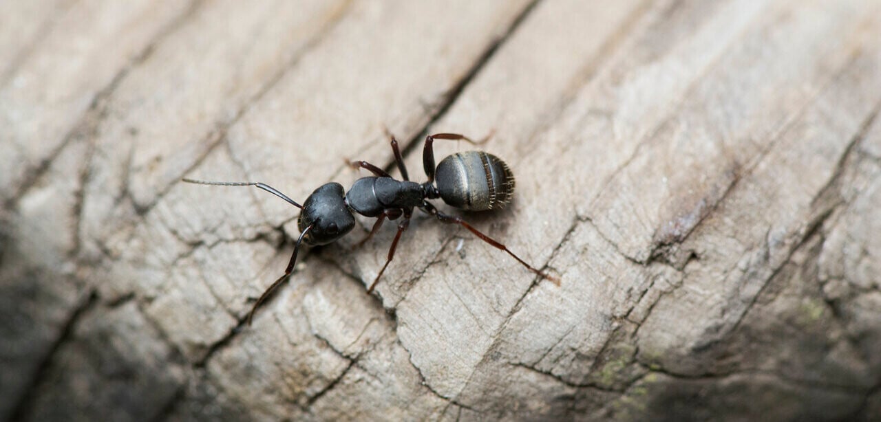 Best Way to Get Rid of Carpenter Ants - HomeAdvisor