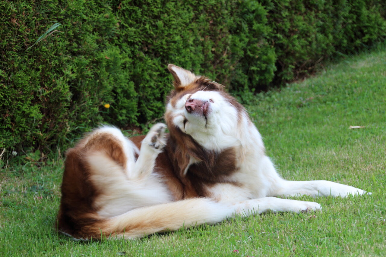 dog in yard scratching their ear