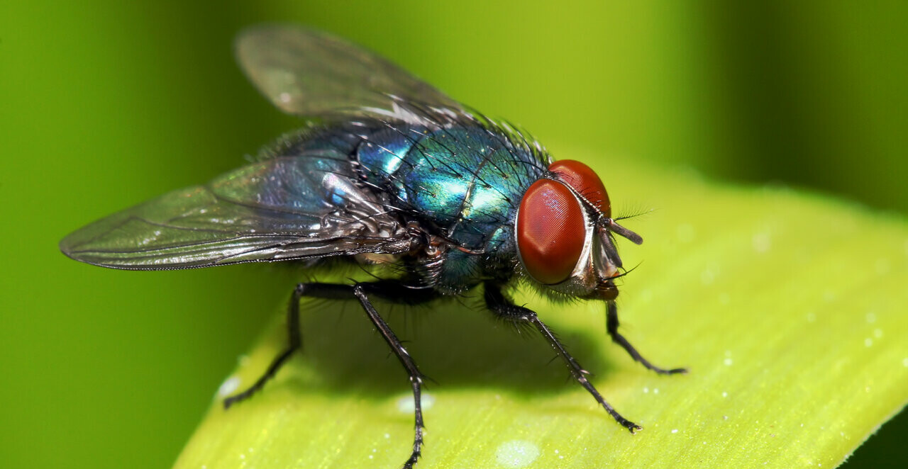Get Rid of Flies with Homemade Sticky Fly Paper