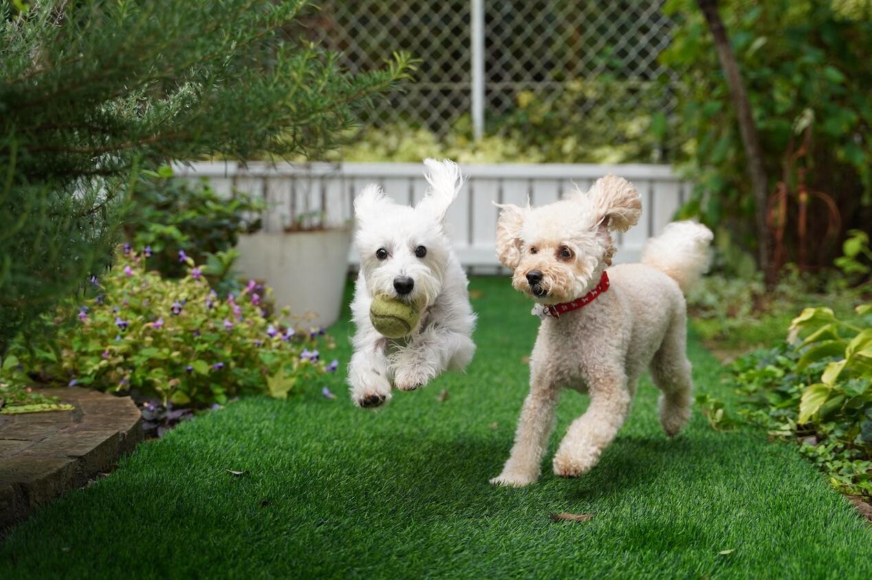 dogs running in backyard