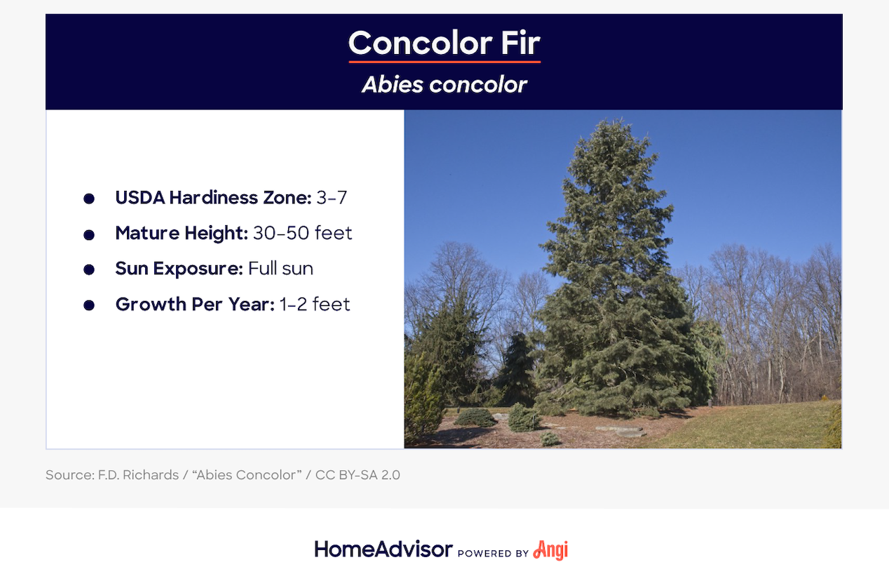 concolor fir