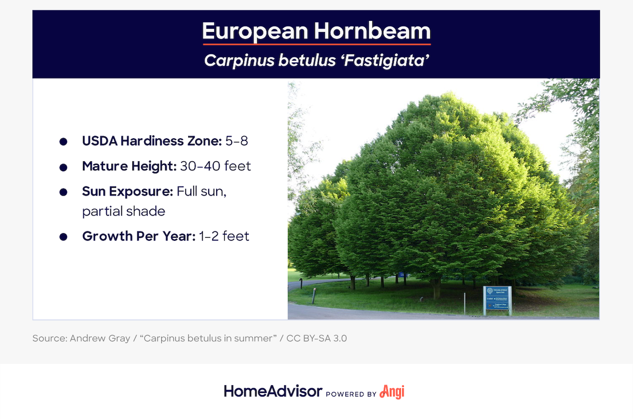 european hornbeam