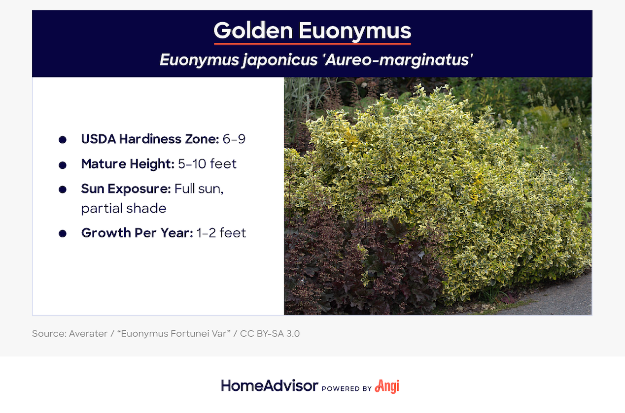golden euonymus