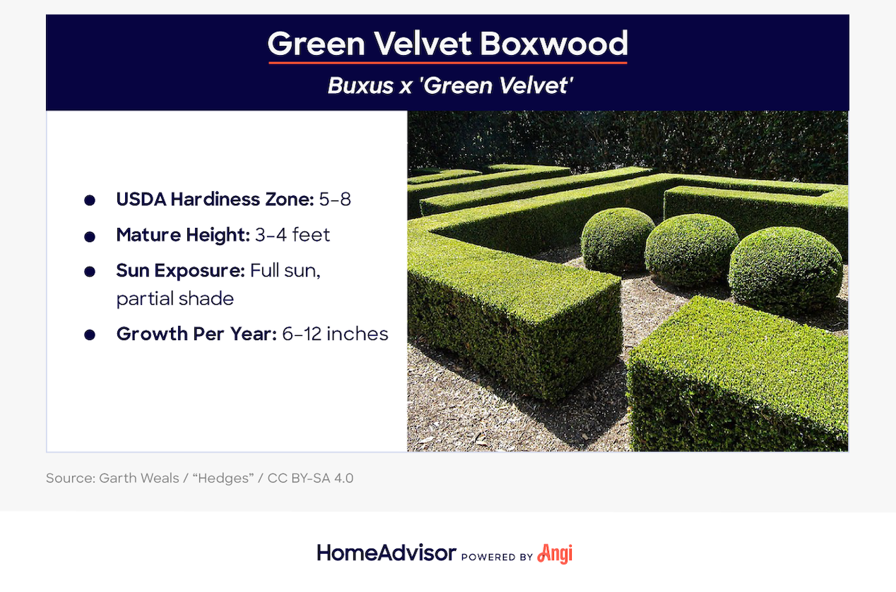 green velvet boxwood