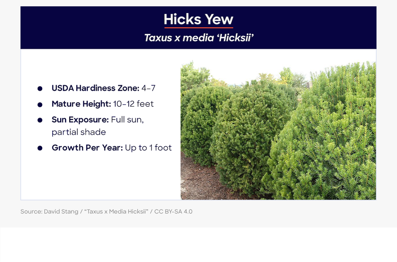 hicks yew