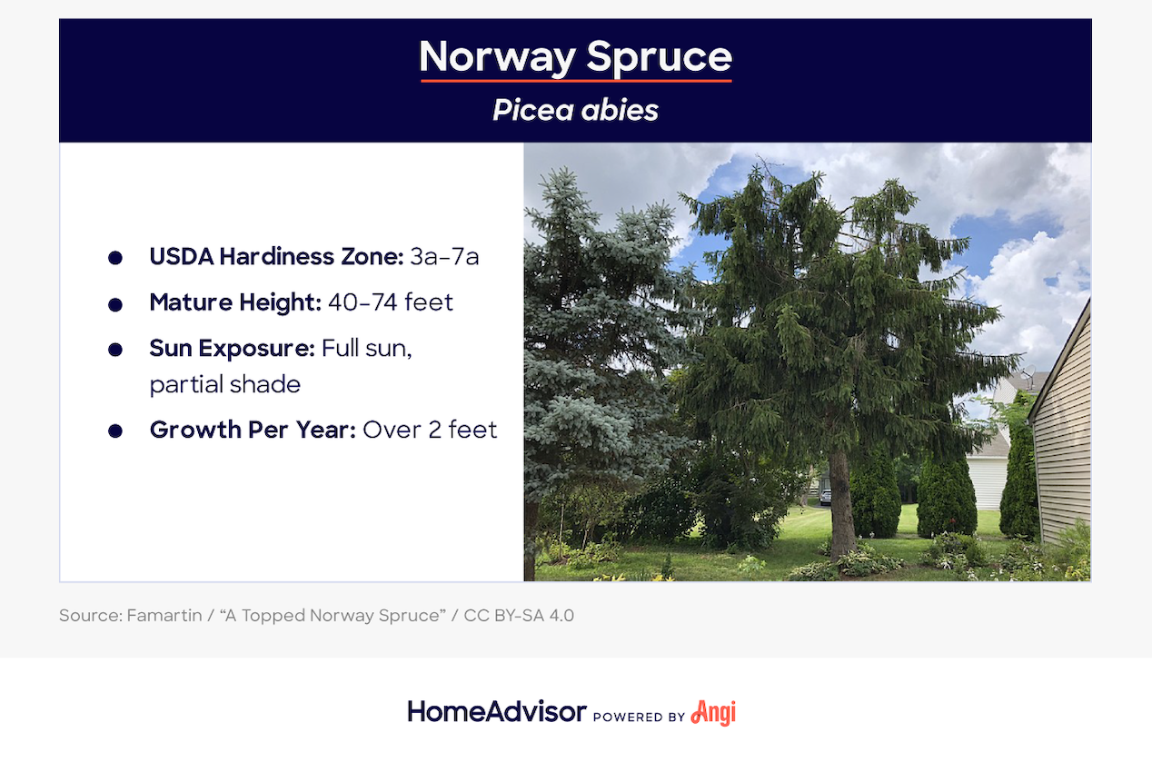 norway spruce
