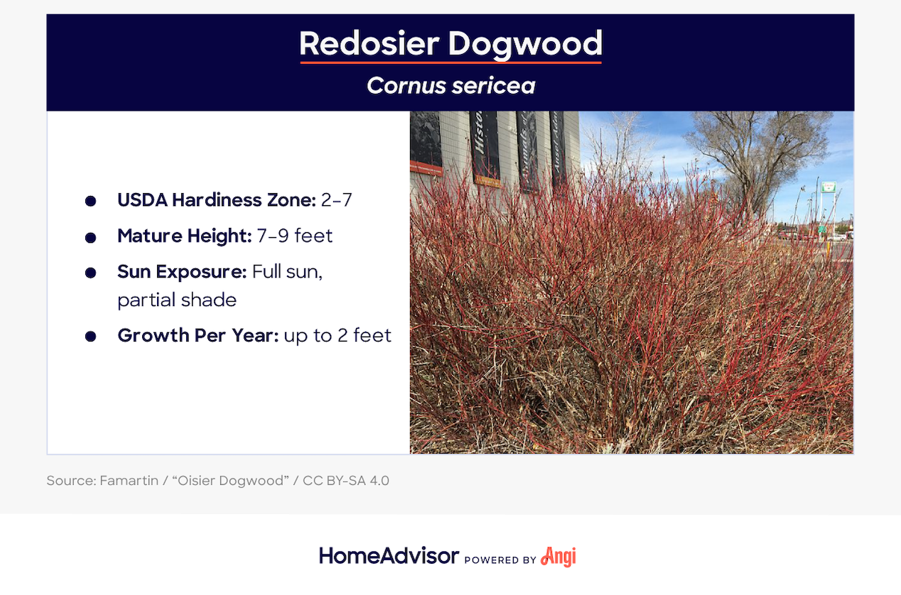 redosier dogwood